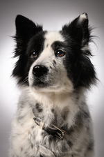 Vorstellung von Panda